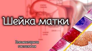 Шейка матки | Элементарная гистология