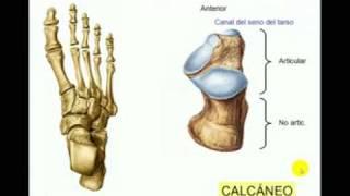 OSTEOLOGIA DE MIEMBRO INFERIOR 9 Diagnostico X