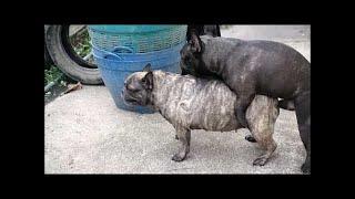 Dog's mating got captured