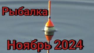 Рыбалка на поплавок 24 ноября 2024 г.на лесной речке!Я её нашёл.Эта рыба гнет удилище в дугу!