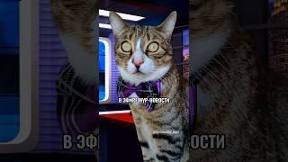 В ЭФИРЕ МУР-НОВОСТИ РЕПОРТАЖ ПРО ДЫМКУ И УГОЛЬКА️ #котики #животные #юмор #новости #cat