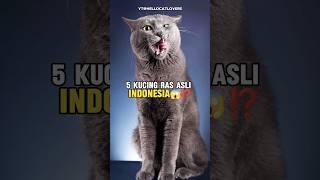 5 Kucing Ras Asli Indonesia⁉️