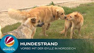 Hundestrand in Norddeich vor dem Aus – Besitzer verärgert