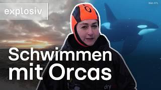 Orca-Safari in Norwegen: Das gibt’s wirklich! | Explosiv – Das Magazin