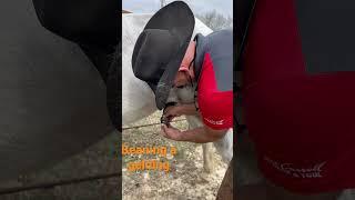 How to bean a gelding. Horse owner need to know info.