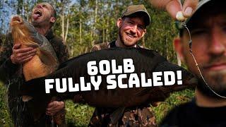 In Pursuit of The Largest | Chasing a  60lb UK Fully Scaled | Carp Fishing