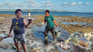 Air Laut Surut Jauh,. waktunya Panen Kerang, siput Dan Ikan yg  Terjebak dikubangan.