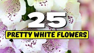  Top 25 PRETTY White Flowers That'll Make Your Garden SHINE! 