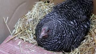 A hen harvests 11 chicks in a cooler carton