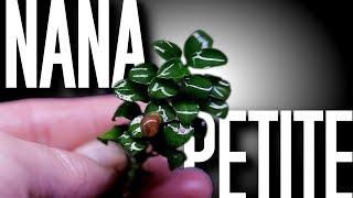 Anubias Nana Petite