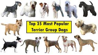 Top 35 Terrier Group Dog Breeds