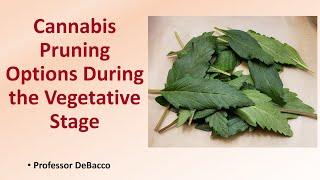 Cannabis Pruning Options During the Vegetative Stage