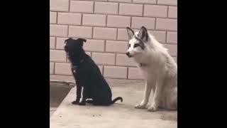 A fox raised by dogs tries to mimic their barking