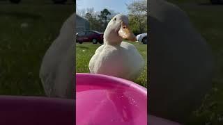 Sippy Sippy Duck Asmr 