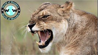 Top 10 Most Fearsome and Aggressive Animals on Earth