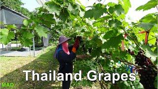 How grapes are grown in hot climates, Grapes for tourists in Chiang Mai.