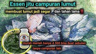 Essen jitu campuran lumut paling mudah strike || kamu wajib coba‼️