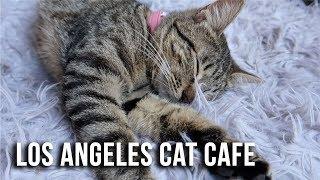 LA's Cat Cafe! Cuteness OVERLOAD! - Crumbs and Whiskers