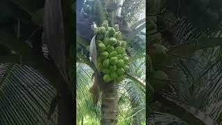 coconut harvesting  #viral #shorts #trending #youtubeshorts #viralvideo