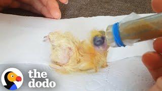 Rescued Pigeon Loves To Take Baths With Corgi | The Dodo