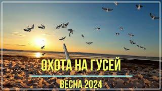 Охота на гуся. Весна 2024. ТЫСЯЧИ ГУСЕЙ!!! Камчатка. Goose hunting in the snow!