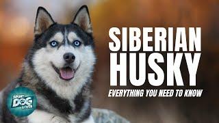 Siberian Husky Dogs 101:  Everything You Need To Know