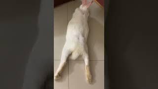 Can rabbits die from heat?#shorts #cute #pets #rabbit #beautifulbunny