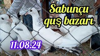 Sabunçu quş bazarı 11.08.2024  #bakigoyercinleri #sabuncuqusbazari #pigeon #bakiquslari