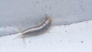 Silverfish: how to get rid of dust bugs