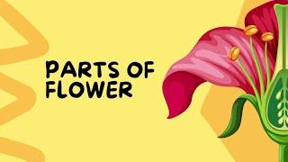 Parts of Flower | Teacher Argie