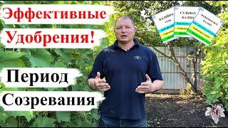 Самые ЭФФЕКТИВНЫЕ УДОБРЕНИЯ в ПЕРИОД СОЗРЕВАНИЯ Винограда!