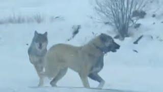 Kangal against Wolf Attacks | Wolves Attack Livestock Animals 2024