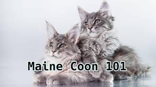 Maine Coon Cats 101