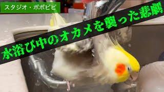 水浴び中のオカメを襲った悲劇　#オカメインコ　#コザクラインコ　#セキセイインコ