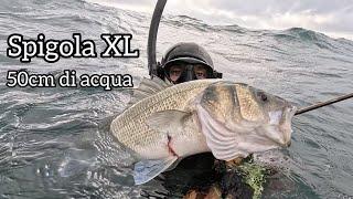 Spearfishing | UNLUCKY SEA BASS