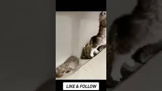 video di gatti divertenti  - short gatti - animali divertenti #gatti #funny #funnyanimalvideos