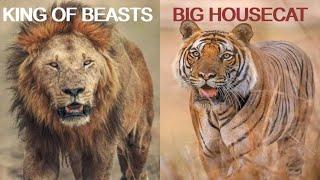 50 Reasons Why Lions are Superior to Tigers | Lion vs Tiger Documentary