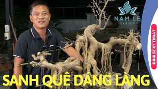 Định hình cốt sanh quê dáng làng | NamLe Bonsai