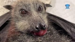 Juvenile flying-fox in care part 2:  this is Martie