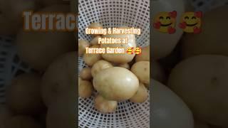 Growing Potatoes in Container #shorts #terracegarden #gardeninghacks #potatogrowing #diygardening