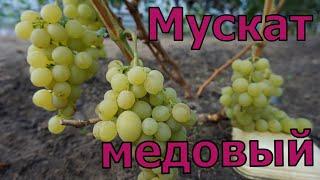 Виноград Беларуси. Мускат медовый. Очень ранняя , вкусная гибридная форма.