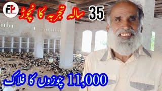 Golden Misri Chicks || How To Take Care of Newly Hatched Chicks || 1st Day chick || Farming protocol