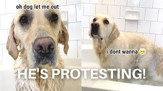 English Cream Golden Retriever Protests Bath Time