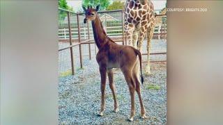 Only spotless reticulated giraffe on Earth born in Brights Zoo in Limestone, Tennessee