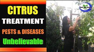 CITRUS TREATMENT - Diseases and Pests - Indentifcation Made Easy