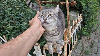 Very cute gray tabby cat meowing politely.