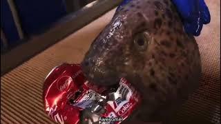 Wolffish head bites through coke can