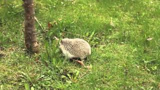 Sushi the Speedy Hedgehog