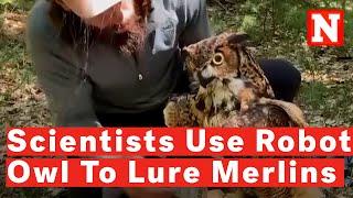 Scientists Use Robotic Owl To Cleverly Lure Merlins For Research