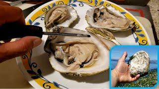 How To Shuck Oysters With A Screwdriver | Don't Waste Money On Fancy Tools!